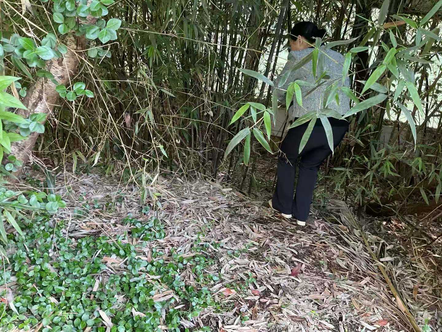 和同学一起拔竹笋🎋