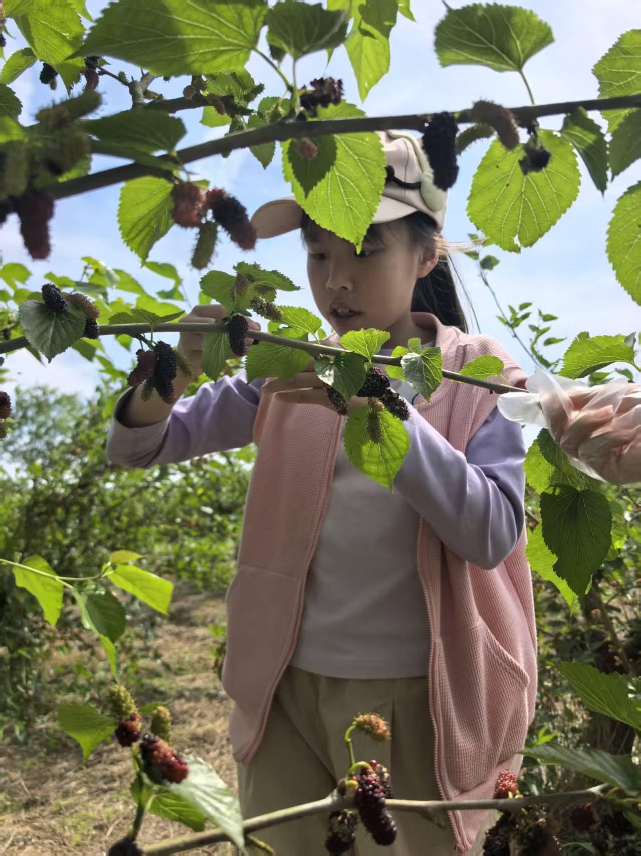 江夏桑葚采摘 7