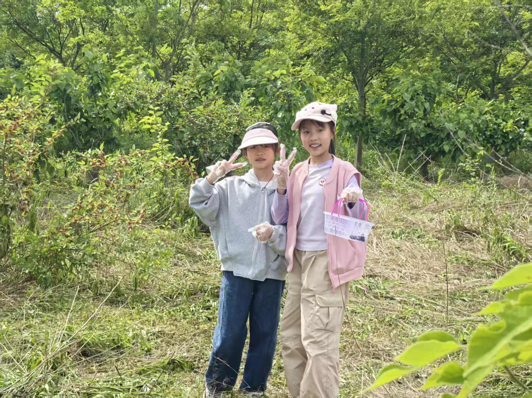 江夏桑葚采摘 12