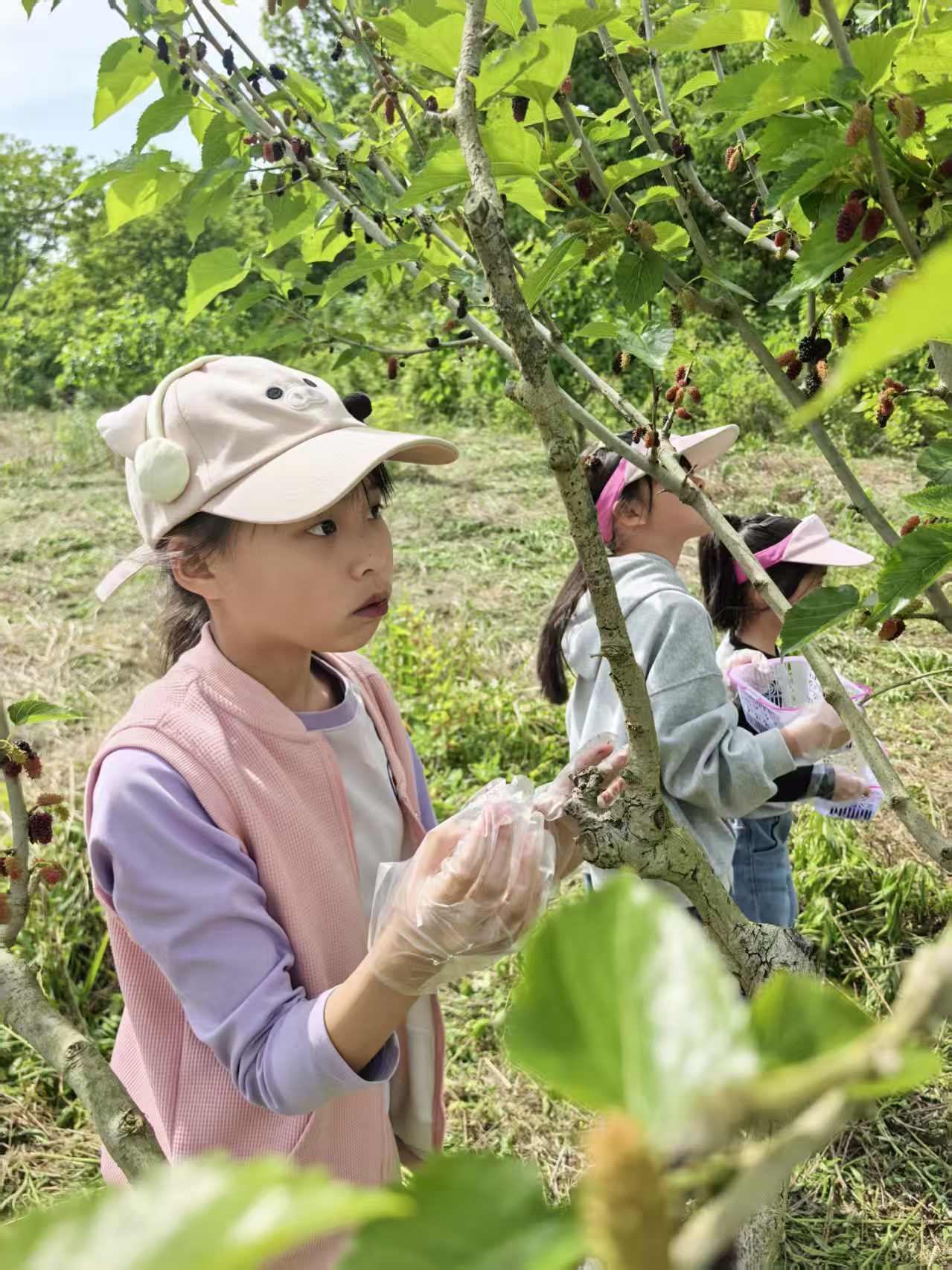 江夏桑葚采摘 19