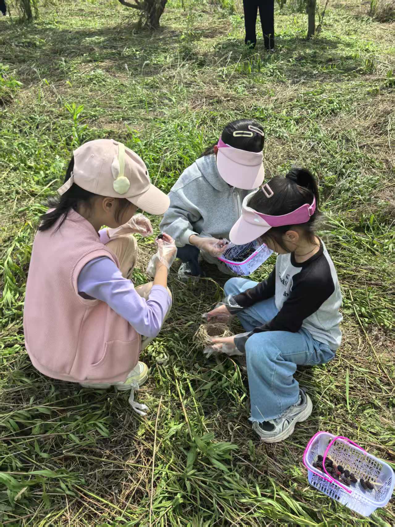 江夏桑葚采摘 25
