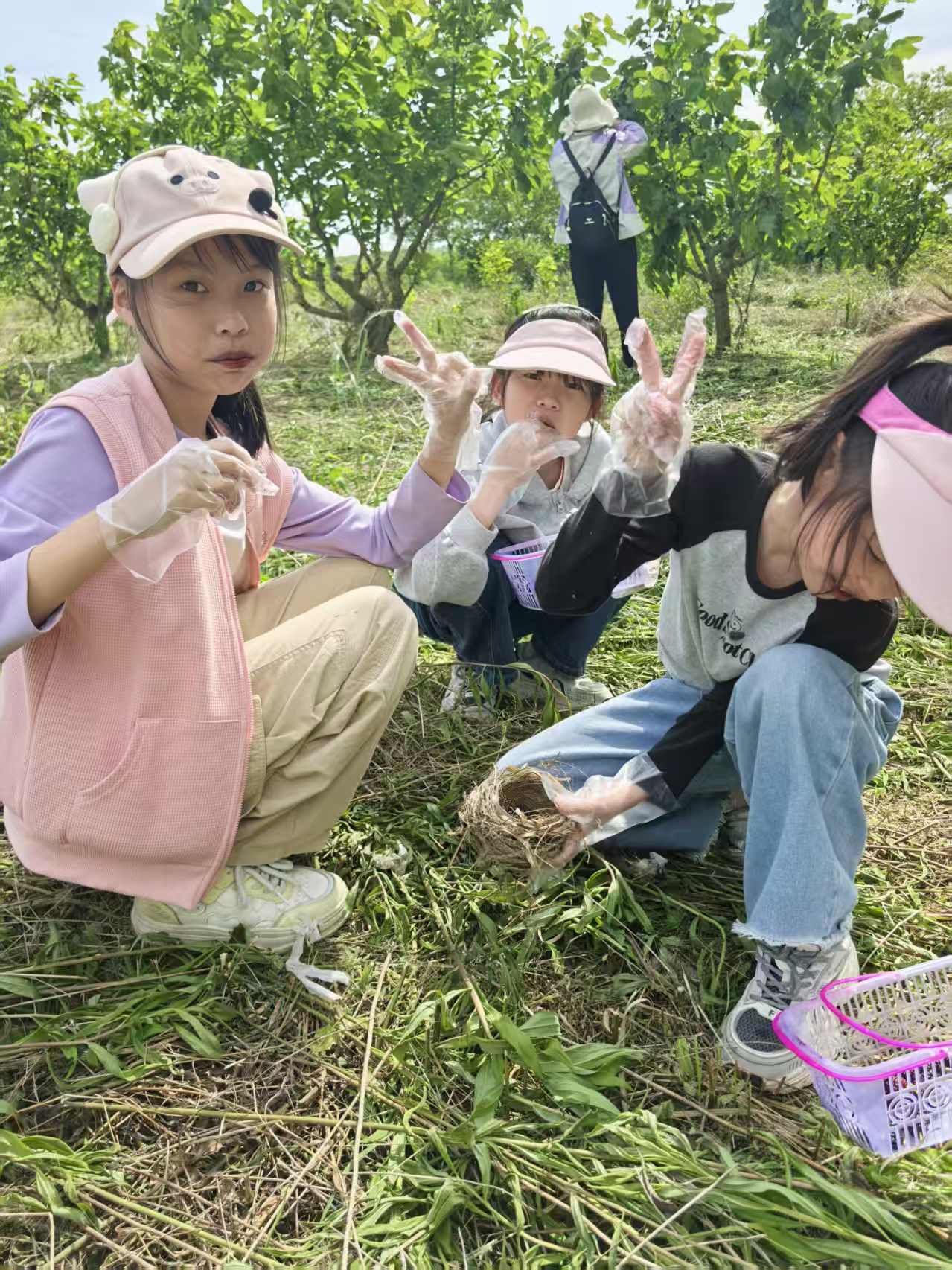 江夏桑葚采摘 26