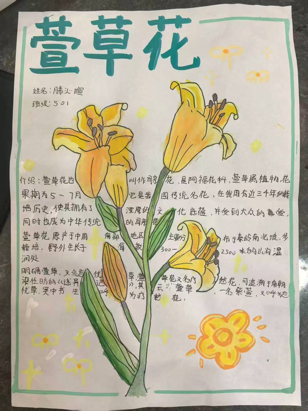 🌼 我画的萱草花手抄报